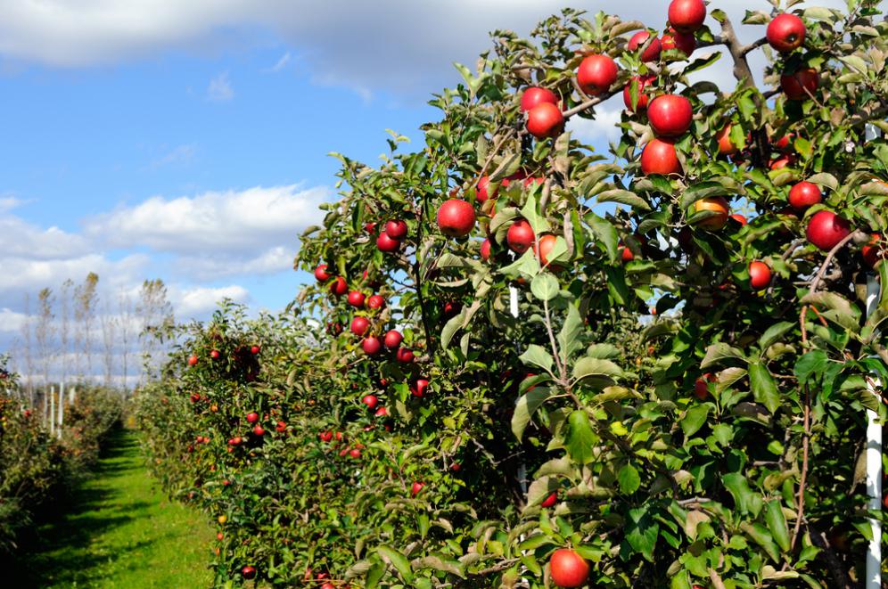 مزارع التفاح السياحية
