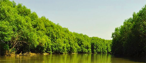 غابة المانجروف في باسوروان