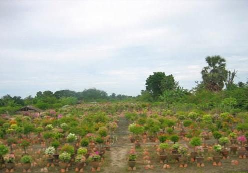 مركز بانغ راك نوي الزراعي