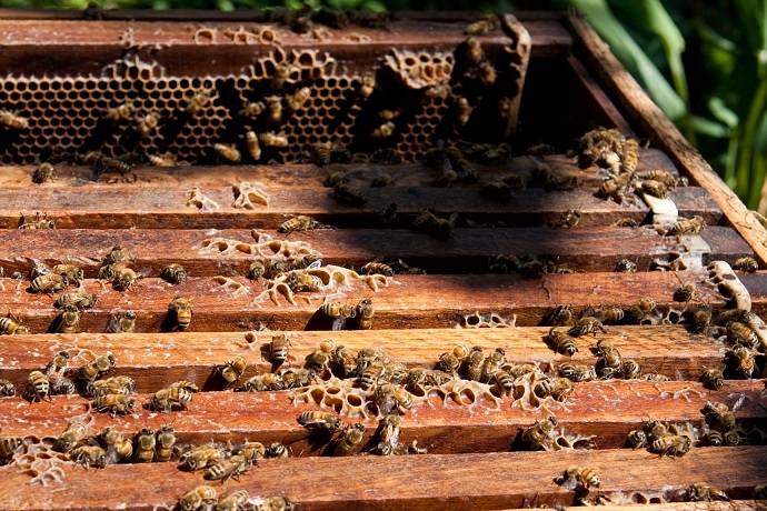مزرعة النحل