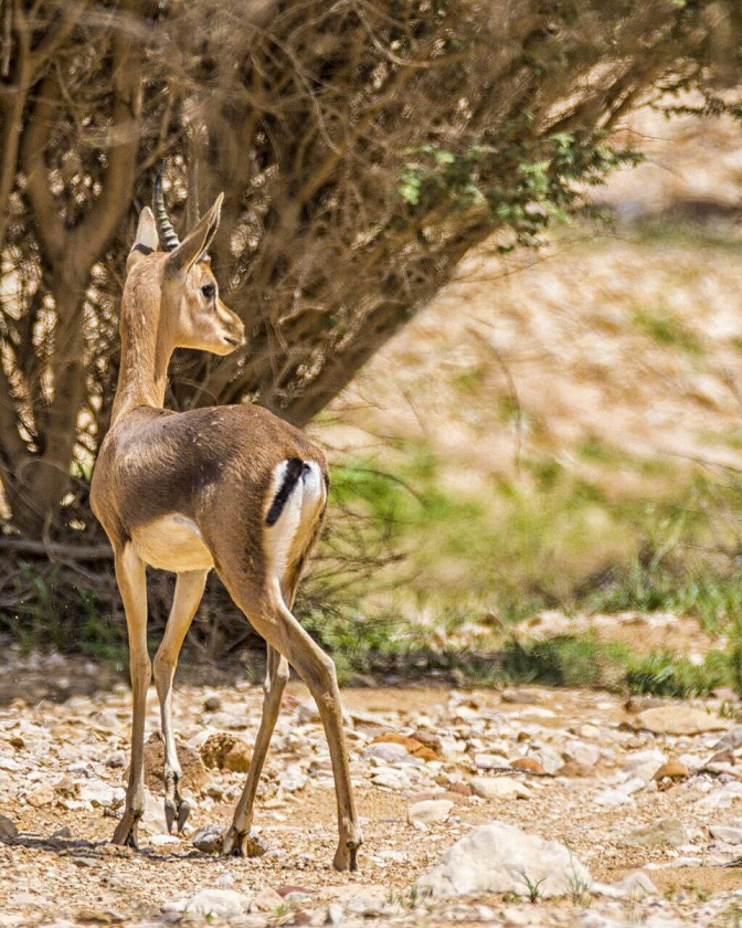 محمية الوعول