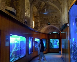  متحف الاحياء المائية بالاسكندرية 