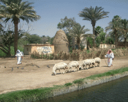  القرية الفرعونية بالقاهرة 