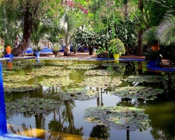  حديقة ماجوريل فى مدينة مراكش 