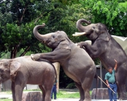  حديقة حيوان نيجارا فى ماليزيا 
