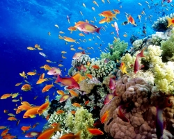  الحاجز المرجانى الكبير فى استراليا 