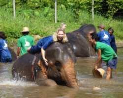  حديقة الفيلة فى تايلاند 
