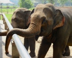  حديقة الفيلة فى تايلاند 