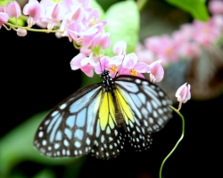  حديقة الفراشات فى كوالامبور 