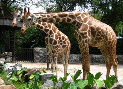  Zoo Negara 