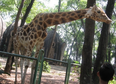  حديقة حيوان راجونان 