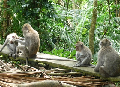  غابة القرود سانجة  