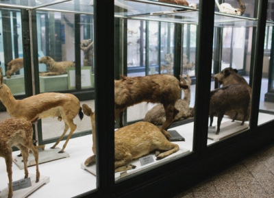  متحف بولونيا للحيوانات 