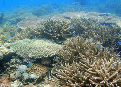  شعاب كارانغ غوندول المرجانية  