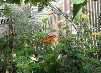  حديقة الفراشات 