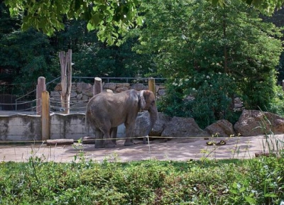  حديقة حيوانات فيينا شوشنبرون 