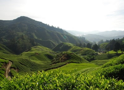 مزارع تامبي للشاي