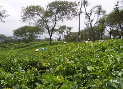  مزارع الشاي  ونوساري 
