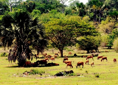   حديقة ألاس بورو الوطنية 