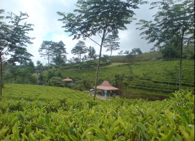 مزارع غونونغ غامبير للشاي