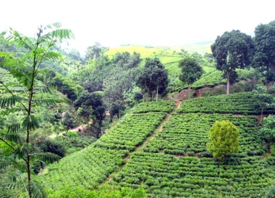  مزرعة كرتونو للشاي 