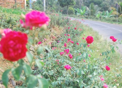  حدائق الورد 