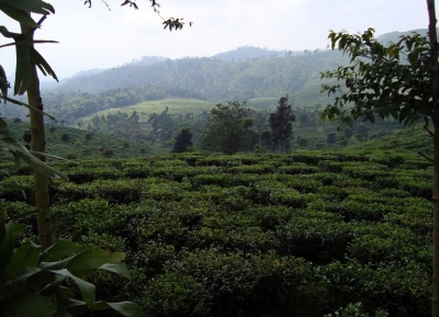  مزارع جامس للشاي 