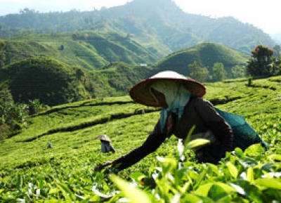  مزارع أندونغ بيرو للشاي 