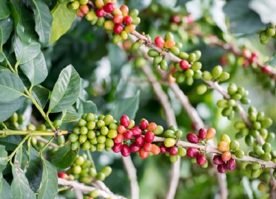  مزرعة كايوماس للقهوة 
