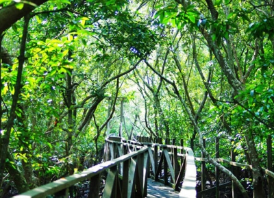  غابة مانجروف مارغوموليو  