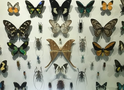  متحف مونتريال للحشرات 
