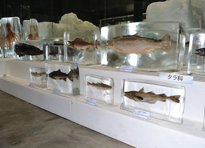  متحف أوخوتسك الجليدي البحري في هوكايدو 
