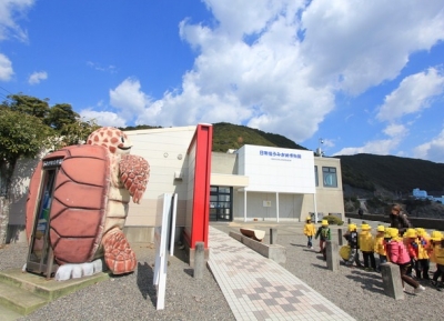 متحف السلاحف البحرية "كاريتا"