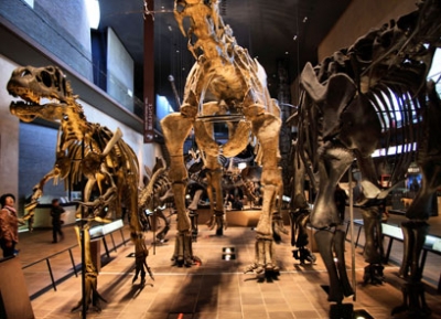  متحف كيتاكيوشو للتاريخ الطبيعي والتاريخ البشري 