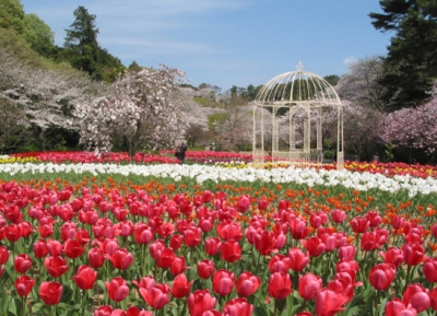  حديقة هاماماتسو للزهور 