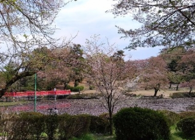  منتزه إيواتسوكي جيوشي 