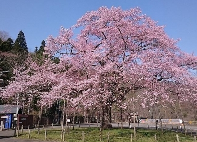  حديقة تينشوكاكو-شيزن-كوين  