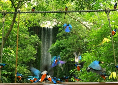  حديقة جورونغ للطيور 