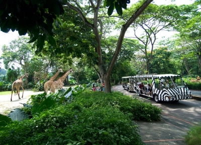  حديقة حيوان سنغافورة  