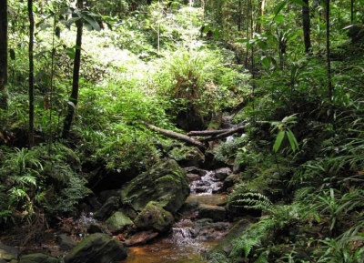  محمية غابة سينهاراجا 
