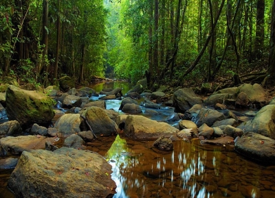 محمية غابة سينهاراجا
