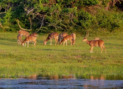  حديقة مادورو أويا الوطنية للحياة البرية 