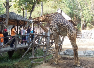  حديقة حيوان تشيانغ ماي 