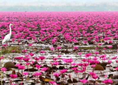 بحيرة زنبق الماء الوردي
