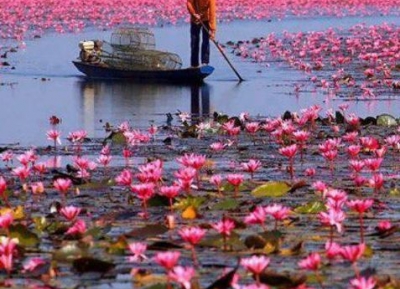  بحيرة زنبق الماء الوردي 
