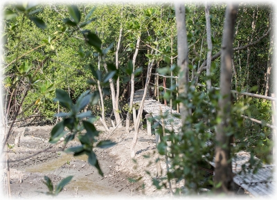  مركز دراسات أو ماهاتشي لغابات المنغروف 
