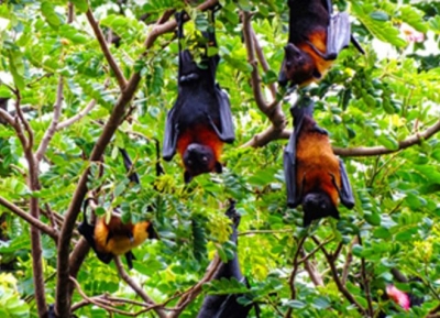 الخفافيش في وات تشانثارام