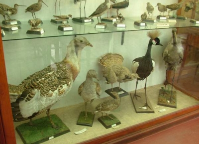  متحف الحيوان 