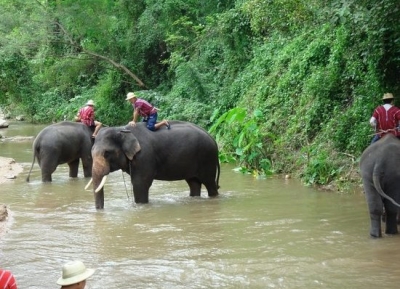  مركز تشيانغ داو لتدريب الفيلة 