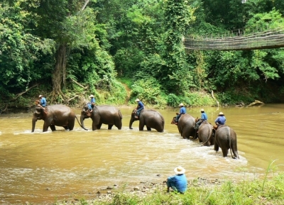 مركز تشيانغ داو لتدريب الفيلة